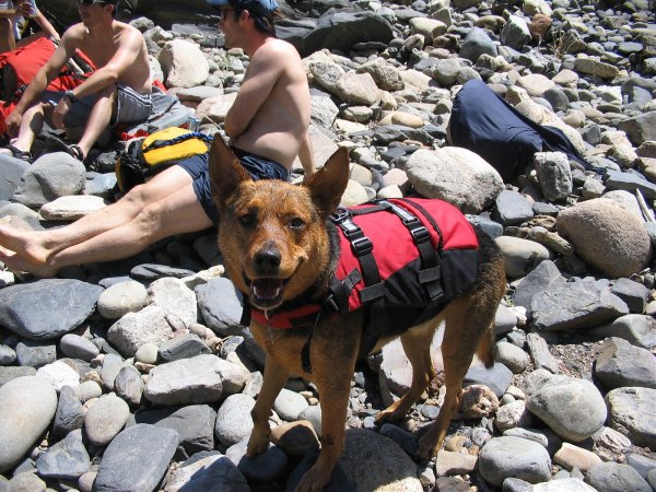 NRS Canine Flotation Device